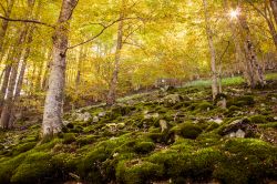 Bosco di faggi a Ezcaray, Spagna - Le foglie gialle delle fronde di questi faggi indicano l'arrivo dell'autunno creando nel sottobosco un'atmosfera quasi fiabesca © funkyfrogstock ...