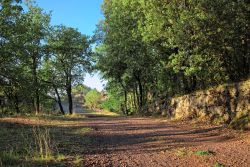 Bosco di querce nei dintorni di Bronte in Sicilia