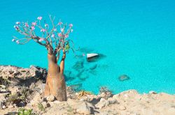 Una splendida "bottle tree" fiorita sulla costa rocciosa dell'isola di Socotra, Yemen. Quest'isola, assieme all'intero arcipelago, dal 2008 fa parte dei patrimoni dell'umanità ...