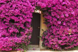 Tipici fiori Bougainvillea attorno ad un porta ...
