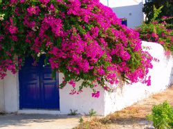 Bouganvillea fiorita su una casa tradizionale dell'isola di Stetses, Golfo Saronico, Grecia.

