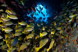 Un branco di pesci snapper poco lontano dalla costa di Cocos Island, Costa Rica.

