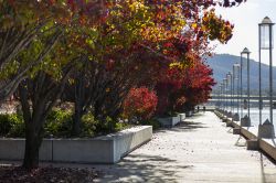 Passeggiata Burley Griffin Lake National Gallery, Canberra, Australia - Se i viali alberati sono belli poiché portano un po' di natura anche in città, quando nei periodi autunnali ...