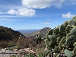 I cactus e le montagne attorno a Real de Catorce, il Pueblo Mágico nello stato di San Luis Potosí, nel Messico centrale. - © Adam Jones - Wikimedia Commons  ...