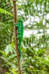 Un camaleonte su un ramo della giungla diell'isola di Nosy Komba (Madagascar) - foto © Shutterstock.com

