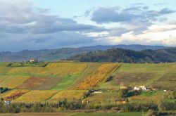 Campi coltivati sulle colline sopra Monteveglio, Emilia Romagna. Siamo nell'Appennino bolognese, nella valle del torrente Samoggia. Qui il territorio è collinare e i boschi si alternano ...