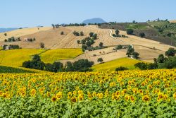 Campi di girasole nella campagna vicino a Cingoli, Marche.



