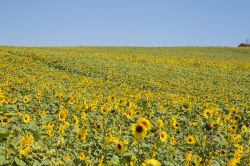 Campi di girasoli nelle campagne intorno a Vitellino in estate, Lago Trasimeno