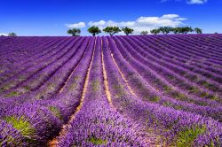 Campi di lavanda in fiore vicino a Sault nella Provenza della Francia