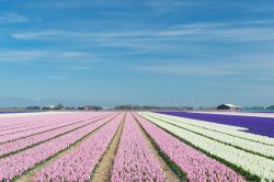 Campi in fiore non lontano da De Rijp, villaggio tipico dell'Olanda del Nord - © Ivonne Wierink / Shutterstock.com