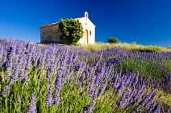 Campi di lavanda in fiera, Plateau de Valensole ...