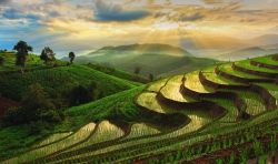 Campi terrazzati per la coltivazione del riso a Chiangmai, nord della Thailandia