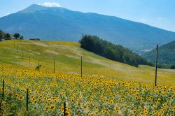 Campo di girasoli in estate, siamo nella campagne intorno a Civitella del Tronto in provincia di Teramo (Abruzzo).