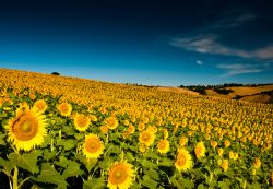 Campo di girasoli in estate vicino a Servigliano nelle Marche