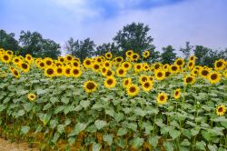 Campo di girasoli nelle campagne di Carpaneto Piacentino in Emilia