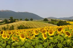 Un Campo di girasoli nelle campagne di Fabriano nelle Marche