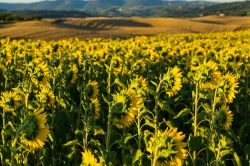 Campo di Girasoli nelle campagne di Montaperti ...