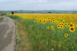 Campo di girasoli sulla strada da Uzes a Nimes, Francia. Una immensa distesa di fiori accompagna il tragitto che da Uzes porta verso la più celebre Nimes.


