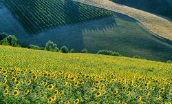 Campo di girasoli sulle colline intorno a Riolo Terme in Romagna