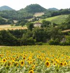 Campo di girasoli vicino a Cagli, fotografato in estate