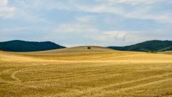 Campo di grano a Ezcaray, Spagna - Il giallo dorato di questo campo di grano appena mietuto richiama il colore del sole che splende buona parte dell'anno su questo paese europeo: in Spagna ...