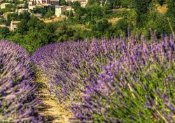 Campo di lavanda in Liguria, vicino al confine con la Francia.