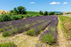 Campo di Lavanda in Toscana, siamo a Santa Luce in provincia di Pisa