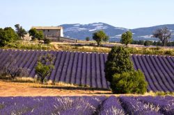 Campo di lavanda vicino a Ferrassières, dipartimento della Drome, sud della Francia.