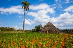 Un campo di tabacco e la capanna (detta casa de tabaco) dove vengono fatte essiccare le foglie prima di produrre i sigari. Siamo a Viñales, Cuba.