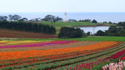 Campo fiorito (tulipani) nei dintorni di Canberra la capitale dell'Australia sullo sfonfo uno dei tanti fari della costa.