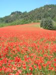 Campo ricolmo di papavari vicino a Sasso Marconi, Bologna, Emilia Romagna