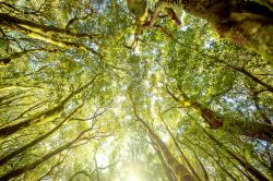 La foresta rigogliosa del Parco Nazionale Garajonay sull'isola di La Gomera. Siamo nell'arcipelago delle Canarie.