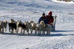 Cani da slitta, sleddog in groenlandia - Foto di Giulio Badini