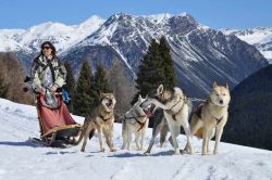 Cani da slitta sleddog Husky Village Arnoga Valtellina