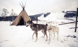 Cani husky vicino a una tenda fatta di pelli in una foresta di Kemi, Finlandia, in inverno.
