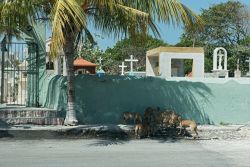 Cani randagi davanti al cimitero di Progreso, Messico. E' una triste piaga di molti territori del Centro America.
