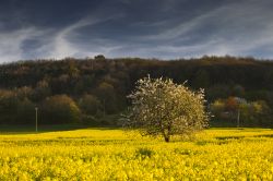 Campo di colza in fiore vicino a Chinon, in Francia.