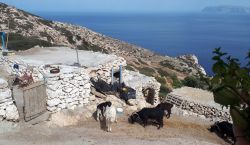 Capre si nutrono fuori da una fattoria sull'isola greca di Donoussa, Cicladi.



