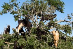 Capre su un albero di argan nei pressi di Imsouane, nord di Tghazout, Marocco. Le foglie dell'argania spinosa, verde scuro e coriacee, servono come nutrimento per dromedari e capre; queste ...