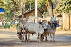 Carretto di legno trainato da buoi a Bagan, Myanmar. Li si incontra anche nel centro della città: sono i tradizionali carri in legno trainati da una coppia di buoi. Sullo sfondo, giovani ...