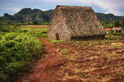 Una casa de tabaco, la tipica capanna delle campagne di Viñales (Cuba) dove viene fatto essiccare il tabacco.