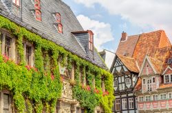 Case in legno incorniciate dall'edera nella città di Quedlinburg, Germania.
