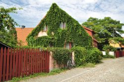 Nella tranquilla città di Visby il traffico alle auto dentro le mura è vietato nei mesi estivi. Camminando per il borgo, si possono ammirare le tipiche case locali i con tetti ...
