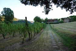 Casola Valsenio, Ravenna: l'azienda vinicola Il Cardello tra le colline appenniniche. - © Fabio Caironi / Shutterstock.com