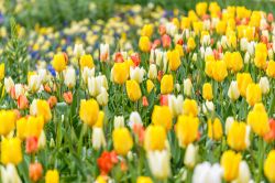 Castello di Piea: il Narciso Incantato è una manifestazione che celebra l'arrivo della primavera