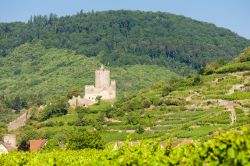 Il castello di Kaysersberg (Alsazia) risale al XIII secolo e ha ricoperto nel corso della storia un importante ruolo strategico per il controllo del territorio - © PHB.cz (Richard Semik) ...