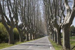 Cavaillon: una strada alberata non distante dalla cittò, nelle campagne della Provenza - foto © Shutterstock