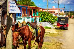 Cavalli lungo una strada della cittadina di Viñales, un piccolo centro di circa 20.000 abitanti nella provincia di Pinar del Rio (Cuba).