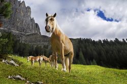 Cavalli al pascolo in Val Sarentino - © Michael Rucker / Shutterstock.com