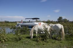 Cavalli allo stato brado nel Canal du Rhone, Camargue, Francia. Il Camargue è una razza di cavallo originario di questo territorio del sud della Francia: viene utilizzato per la conduzione ...